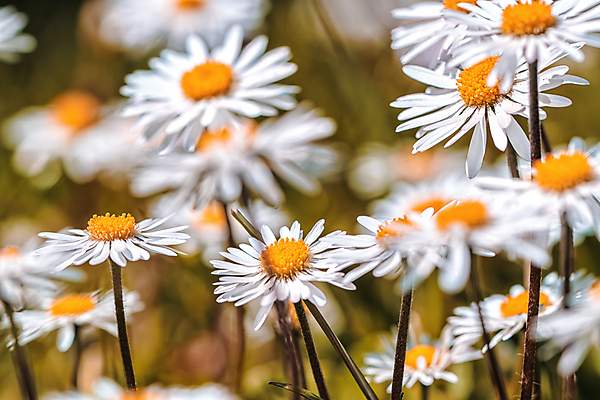 포토 JPG 해외이미지 식물 꽃잎 잎 사랑 사람없음 가로 빛 컬러풀 햇빛 태양 꼬리표 평화 흙 봄 성장 흰색 신선 오픈 숲 민들레 땅 자르기 데이지 장면 천국 고립 진짜 캐모마일 평야 많음 수평선 카피스페이스 해외포토 자연요소 계절 꽃 감정 컬러 컨셉 모션 자연 라벨 공백 허브 파일형식 이미지허브
