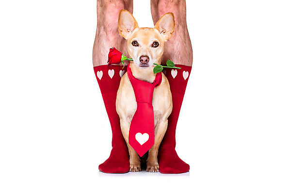포토 JPG 해외이미지 넥타이 사랑 사람없음 신체부위 장미 하트 축하 다리 개 물기 흰배경 치와와 빨간양말 해외포토 모양 잡화 꽃 감정 백그라운드 컨셉 포유류 모션 사람 흰색 파일형식 이미지허브