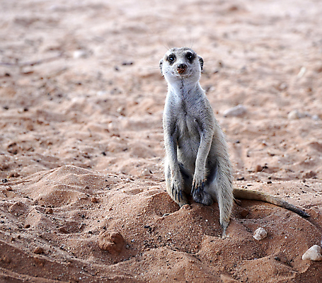포토 JPG 해외이미지 동물 응시 공원 얼굴 야생동물 포유류 가족 아프리카 자연 생물 털 동물원 서기 경비 앉기 사람없음 야외 갈색 사막 관찰 입 황무지 보호 작음 모피 사파리 손목시계 주둥이 남쪽 경보 남아프리카 미어캣 생태학 칼라하리 해외포토 시선 공공시설 교육 나라 시계 컬러 컨셉 장신구 관계 모션 안전 신체부위 크기 방향 생태계 파일형식 이미지허브