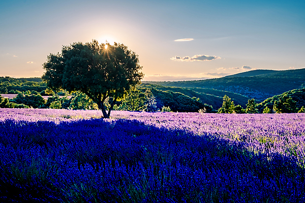 포토 JPG 해외이미지 주간 나무 그림자 사람없음 야외 태양 보라색 프랑스 그늘 라벤더 프로방스 해외포토 자연요소 식물 꽃 유럽 컬러 허브 파일형식 이미지허브