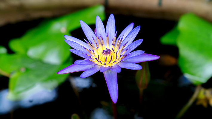 포토 JPG 해외이미지 식물 계절 꽃 백그라운드 잎 꽃무늬 패턴 자연 따뜻함 파노라마 종류 사람없음 야외 장식 초록색 파란색 태양 뷰티 노란색 정원 봄 성장 벚꽃 개화 작음 묘사 유기농 내추럴 땅바닥 아열대 파스텔톤 해외포토 자연요소 웰빙 컬러 무늬 바닥 촬영기법 크기 생태계 파일형식 이미지허브