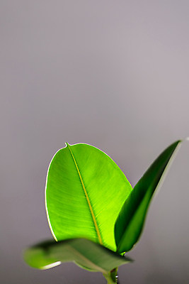 포토 JPG 해외이미지 식물 디자인 꽃 화초 백그라운드 잎 사람없음 장식 초록색 성장 닫기 질감 내추럴 해외포토 컬러 모션 파일형식 이미지허브