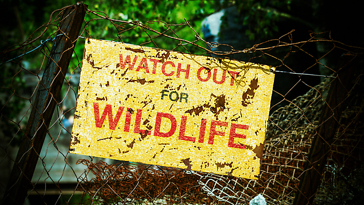 포토 JPG 해외이미지 나무 동물 캐릭터 계절 공원 아시아 모래 여행 백그라운드 아프리카 자연 코끼리 거리 동물원 경고 사람없음 빨간색 파란색 노란색 힘 산책 사막 판넬 고속도로 호주 위험 큼 땅 아래 심볼 사파리 도로표지판 캥거루 케냐 서명 건너기 고립 루트 마사이족 오지 탄자니아 해외포토 식물 공공시설 나라 도로 컬러 컨셉 포유류 모션 휴식 표지판 오세아니아 크기 방향 생태계 위치 파일형식 이미지허브