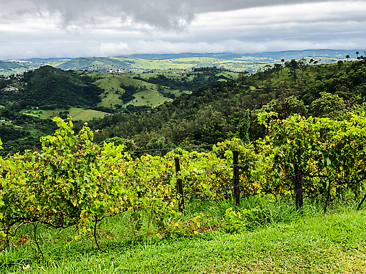 포토 JPG 해외이미지 나무 식물 구름 음료 음식 여행 잎 밭 농업 과일 자연 하늘 포도 산 파노라마 풍경 사람없음 초록색 여름 농장 와인 계곡 수확 안개 시골 오스트리아 언덕 포도밭 포도나무 브라질 남쪽 숙성 양조장 토스카나 세련 해외포토 자연요소 계절 유럽 산업 컬러 날씨 주류 촬영기법 이탈리아 남아메리카 과일나무 방향 생태계 파일형식 이미지허브