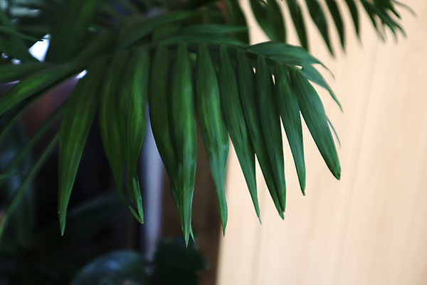 포토 JPG 해외이미지 스튜디오촬영 식물 디자인 꽃 화초 백그라운드 잎 꽃무늬 자연 실내 손바닥 사람없음 장식 세로 초록색 컬러풀 뷰티 환경 성장 흰색 나뭇가지 신선 우아함 냄비 허브 흰배경 에코 생태계 원예 생물학 내추럴 고립 생태학 이국적 카피스페이스 해외포토 나무 손 교육 컬러 컨셉 무늬 취미 내부 공백 솥 파일형식 이미지허브