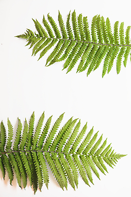 포토 JPG 해외이미지 나무 식물 디자인 계절 꽃 줄기 백그라운드 잎 꽃무늬 패턴 자연 프레임 손바닥 사람없음 장식 초록색 유행 정원 봄 성장 흰색 나뭇가지 신선 플랫 숲 열대우림 묘사 질감 레이아웃 머리위 내추럴 고립 양치류 이국적 정물화 힙스터 그리너리 미니멀 해외포토 손 패션 컬러 무늬 그림 생태계 파일형식 트랜드컬러 이미지허브