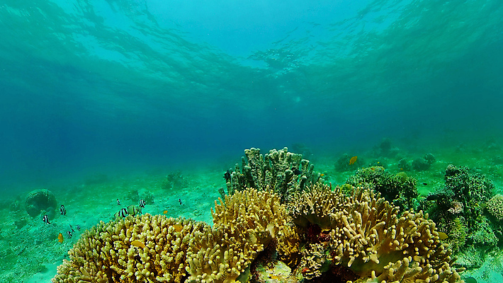 포토 JPG 해외이미지 동물 야생동물 바다 여행 백그라운드 자연 어류 풍경 사람없음 물 컬러풀 환경 수중 수영 탐험 스노클링 산호 생태계 다이빙 장면 암초 발견 깊이 이국적 해외포토 자연요소 컬러 수중동물 수상스포츠 자포동물 수중스포츠 파일형식 이미지허브