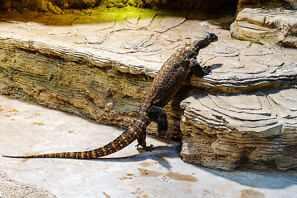 포토 JPG 해외이미지 동물 유럽 야생동물 파충류 자연 동물원 사람없음 물 갈색 계단 산책 치아 위험 큼 피부 도마뱀 육식동물 거인 단계 폴란드 내추럴 브로츠와프 옛날 해외포토 자연요소 나라 컬러 컨셉 휴식 신체부위 소화기관 크기 생태계 파일형식 이미지허브