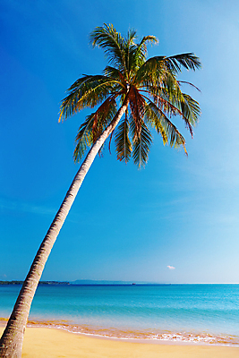 포토 JPG 해외이미지 나무 아시아 모래 바다 섬 여행 태국 자연 하늘 휴가 손바닥 사람없음 물 파란색 맑음 침묵 산호 휴양지 코코넛 이국적 터키석 파라다이스 포상금 해외포토 자연요소 식물 손 나라 컬러 돈 과일 날씨 소리 장소 자포동물 보석 생태계 파일형식 이미지허브