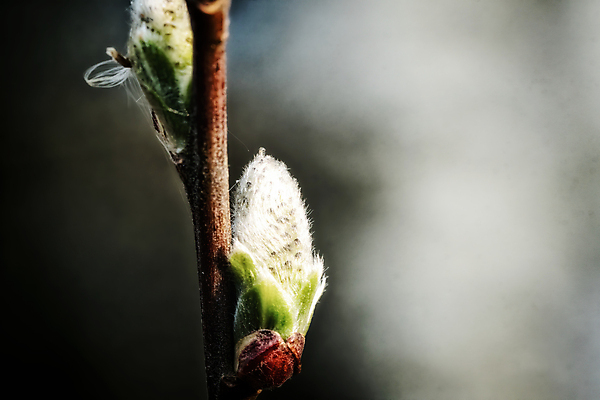 포토 JPG 해외이미지 계절 줄기 포옹 파노라마 씨앗 사람없음 가로 빛 컬러풀 햇빛 태양 우주 고양이 봄 회색 성장 흰색 신선 막대기 우아함 닫기 은색 실크 속도 보따리 보케 부드러움 솜털 고립 블러 생태학 많음 해외포토 자연요소 식물 교육 컬러 컨셉 포유류 안기 모션 촬영기법 반려동물 직물 감각 파일형식 이미지허브