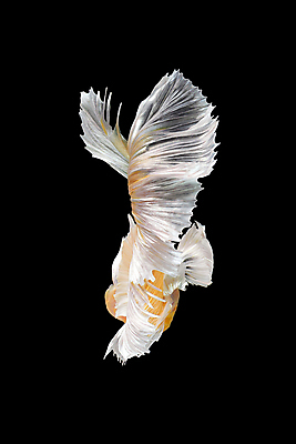 포토 JPG 해외이미지 동물 디자인 드레스 아시아 야생동물 포즈 백그라운드 모션 태국 자연 추상 미술 취미 사람없음 장식 물 반려동물 컬러풀 뷰티 우주 검은색 수중 수영 희망 고급 꼬리 싸움 지느러미 수족관 강렬 고립 이국적 팝 해외포토 자연요소 옷 감정 나라 컬러 컨셉 무늬 문화예술 수상스포츠 생태계 파일형식 이미지허브