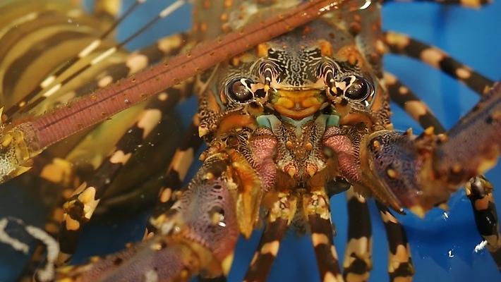 포토 JPG 해외이미지 산업 음식 바다 백그라운드 오렌지 재료 태국 조개 건강 갑각류 요리 동양인 사람없음 물 상점 식당 신선 잡기 시장 고급 시원함 컨테이너 해산물 무역 유기농 상업 날것 탱크 수족관 대야 소매 내추럴 매각 민물 발톱 생식 식품점 해외포토 자연요소 동물 웰빙 아시아 컨셉 과일 모션 발 어패류 인종 파일형식 이미지허브