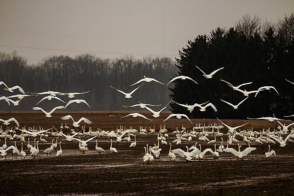 포토 JPG 해외이미지 나무 동물 호수 야생동물 백그라운드 이동 캐나다 겨울 날개 자연 조류 휴식 풍경 사람없음 야외 물 파란색 흰색 연못 행운 그룹 황무지 우아함 북극 먹기 백조 북쪽 물새 해외포토 자연요소 식물 계절 컬러 컨셉 북아메리카 모션 극지방 방향 생태계 파일형식 이미지허브