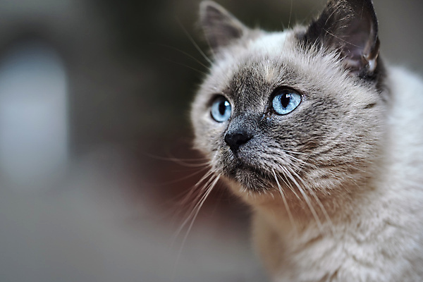 포토 JPG 해외이미지 동물 1 응시 여자 얼굴 백그라운드 포유류 자연 수염 털 앉기 사람없음 파란색 반려동물 머리 카메라 우주 고양이 회색 흰색 닫기 소프트포커스 모피 묘사 만족 귀 솜털 시베리아 피어싱 해외포토 시선 감정 컬러 장신구 모션 촬영기법 사람 신체부위 전자제품 생태계 파일형식 이미지허브