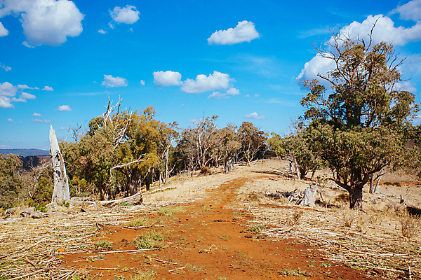 포토 JPG 해외이미지 나무 잎 자연 사람없음 야외 빛 울타리 햇빛 태양 노란색 맑음 일몰 안개 호주 언덕 해외포토 자연요소 식물 컬러 날씨 담장 노을 오세아니아 생태계 파일형식 이미지허브
