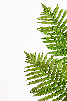 포토 JPG 해외이미지 나무 식물 디자인 계절 꽃 줄기 백그라운드 잎 꽃무늬 패턴 자연 프레임 손바닥 사람없음 장식 초록색 유행 정원 봄 성장 흰색 나뭇가지 신선 플랫 숲 열대우림 묘사 질감 레이아웃 머리위 내추럴 고립 양치류 이국적 정물화 힙스터 그리너리 미니멀 해외포토 손 패션 컬러 무늬 그림 생태계 파일형식 트랜드컬러 이미지허브