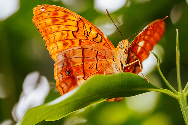 포토 JPG 해외이미지 식물 동물 계절 꽃 야생동물 나비 잎 꽃무늬 자연 동물원 사람없음 야외 장식 빛 컬러풀 뷰티 환경 정원 활발 신선 묘사 동물상 멜버른 해외포토 컬러 곤충 컨셉 무늬 조형물 호주 생태계 파일형식 이미지허브