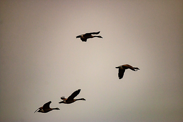 포토 JPG 해외이미지 계절 호수 야생동물 여행 이동 캐나다 통신 자연 조류 초식동물 사람없음 물 갈색 검은색 큼 북극 사냥 슛 실타래 부름 시끄러움 거위 애리조나 물새 철새 소통 공격적 해외포토 자연요소 동물 컬러 컨셉 북아메리카 모션 미국 크기 극지방 생태계 파일형식 이미지허브