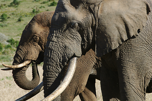 포토 JPG 해외이미지 동물 공원 야생동물 포유류 가족 아프리카 자연 초식동물 코끼리 사람없음 황무지 보호 군중 큼 사파리 멸종 사바나 전국 해외포토 공공시설 나라 컨셉 관계 사람 크기 생태계 파일형식 이미지허브