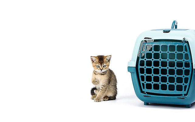 포토 JPG 해외이미지 한마리 새끼 여행 안전 앉기 사람없음 반려동물 문 고양이 해외포토 켄넬 반려용품 동물 1 포유류 모션 오브젝트 파일형식 이미지허브