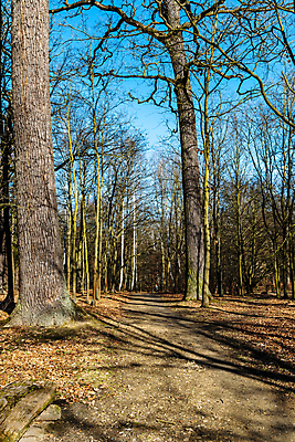 포토 JPG 해외이미지 나무 식물 계절 공원 유럽 도로 길 여행 잎 겨울 자연 하늘 사람없음 야외 목재 초록색 파란색 햇빛 태양 뷰티 갈색 환경 숲 오솔길 폴란드 내추럴 방법 브로츠와프 해외포토 자연요소 공공시설 나라 컬러 재료 교통시설 생태계 파일형식 이미지허브