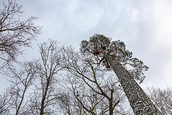 포토 JPG 해외이미지 나무 식물 계절 공원 백그라운드 낙엽 겨울 자연 하늘 사람없음 야외 목재 환경 냉동 추위 나뭇가지 숲 나무껍질 내추럴 영원 해외포토 공공시설 잎 재료 껍질 생태계 파일형식 이미지허브