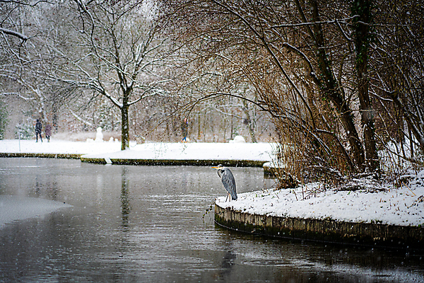 포토 JPG 해외이미지 동물 공원 야생동물 겨울 자연 조류 덴마크 서기 사람없음 야외 물 머리 정원 회색 추위 기다림 황무지 큼 왜가리 깃털 부리 내추럴 동물상 코펜하겐 눈내림 해외포토 자연요소 계절 공공시설 컬러 모션 눈_날씨 북유럽 신체부위 조형물 크기 생태계 파일형식 이미지허브