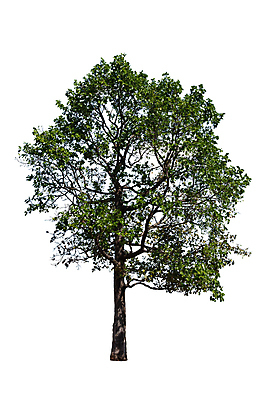 포토 JPG 해외이미지 나무 식물 계절 음식 줄기 백그라운드 잎 자연 사람없음 목재 초록색 여름 환경 정원 봄 성장 흰색 나뭇가지 숲 큼 오브젝트 내추럴 고립 생태학 해외포토 교육 컬러 재료 크기 생태계 파일형식 이미지허브