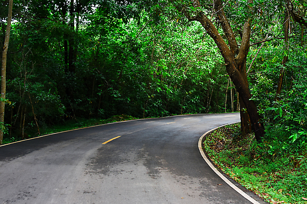 포토 JPG 해외이미지 나무 계절 공원 도로 길 여행 백그라운드 자연 거리 사람없음 야외 초록색 파란색 빛 햇빛 환경 맑음 흰색 도시 숲 내추럴 방법 사방 해외포토 식물 공공시설 컬러 교통시설 날씨 태양 생태계 파일형식 이미지허브