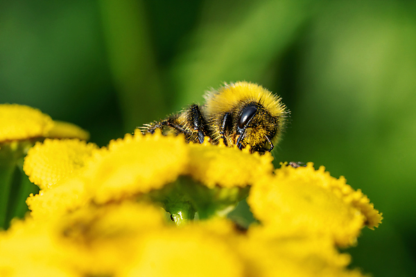 포토 JPG 해외이미지 식물 동물 꽃 야생동물 곤충 날개 자연 근접촬영 사람없음 여름 노란색 정원 봄 활발 성장 벚꽃 수분 벌 먹기 싱글 유기농 생태계 생물학 먼지 꿀 솜털 내추럴 기어가기 꽃수술 동물상 생태학 수유 호박벌 해외포토 웰빙 계절 교육 뷰포인트 컬러 컨셉 모션 조형물 벌_곤충 파일형식 이미지허브