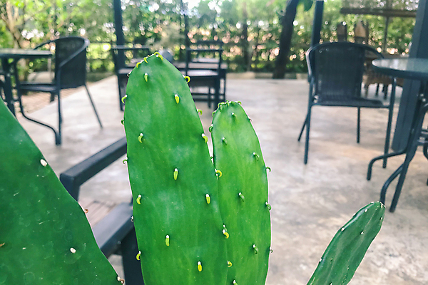 포토 JPG 해외이미지 식물 계절 줄기 백그라운드 잎 꽃무늬 자연 선인장 사람없음 초록색 정원 사막 흰색 가시 척추 묘사 원예 질감 날카로움 내추럴 고립 해외포토 꽃 컬러 무늬 뼈 취미 생태계 파일형식 이미지허브