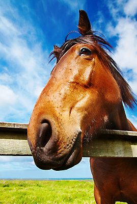 포토 JPG 해외이미지 주간 근접촬영 사람없음 야외 울타리 농경지 봄 목장 시골 말_동물 해외포토 자연요소 계절 뷰포인트 포유류 담장 농장 파일형식 이미지허브
