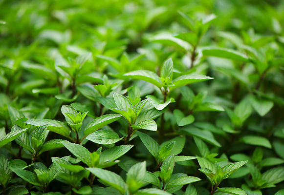 포토 JPG 해외이미지 잎 밭 사람없음 야외 아웃포커스 초록색 민트 허브 스피아민트 해외포토 식물 컬러 농업 촬영기법 파일형식 이미지허브