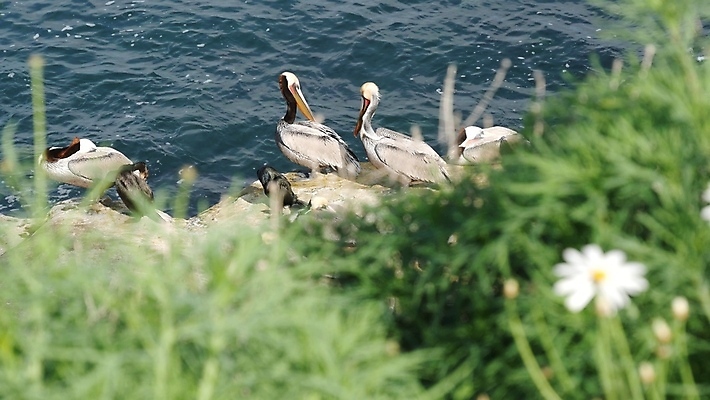 포토 JPG 해외이미지 청소년 조류 사람없음 파란색 뷰티 미국 다양 만 서핑 황무지 보호 큼 허브 깃털 부리 캘리포니아 물새 서식지 거인 제비 계산서 강렬 보호구역 아열대 잔물결 많음 해외포토 식물 동물 물결 컬러 다수 컨셉 북아메리카 사람 수상스포츠 크기 구역 파일형식 이미지허브