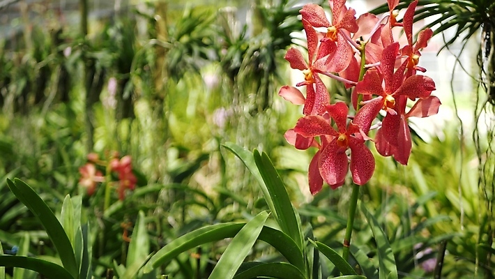 포토 JPG 해외이미지 식물 디자인 꽃잎 꽃 화분 꽃다발 백그라운드 꽃무늬 태국 아침 실내 동양인 사람없음 아웃포커스 초록색 햇빛 우주 정원 맑음 스파 봄 벚꽃 개화 난초 닫기 소프트포커스 보케 향기 부드러움 아로마테라피 온실 이국적 파라다이스 그리너리 해외포토 주간 계절 아시아 컬러 무늬 모션 날씨 촬영기법 인종 내부 태양 감각 냄새 테라피 파일형식 트랜드컬러 이미지허브