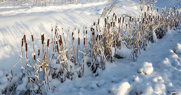 포토 JPG 해외이미지 식물 계절 백그라운드 겨울 자연 지팡이 건조 사람없음 야외 뷰티 갈색 환경 냉동 추위 흰색 시골 신선 습지 순수 서리 내추럴 변소 눈내림 해외포토 컬러 컨셉 눈_날씨 생태계 파일형식 이미지허브