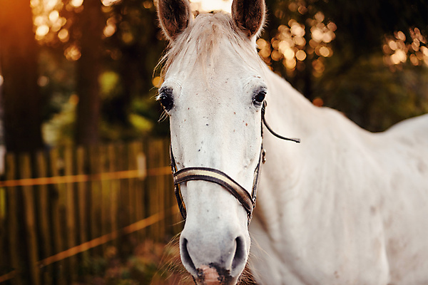포토 JPG 해외이미지 나무 동물 유럽 밭 포유류 자연 하늘 서기 풍경 사람없음 야외 초록색 여름 울타리 뷰티 농장 갈색 머리 가축 목장 가을 흰색 시골 기다림 승마 닫기 저녁 숲 묘사 갈기 땅바닥 무료 해외포토 식물 계절 나라 스포츠 컬러 농업 모션 바닥 신체부위 담장 야간 생태계 파일형식 이미지허브