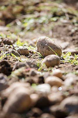 포토 JPG 해외이미지 주간 감자 사람없음 야외 아웃포커스 농작물 소프트포커스 해외포토 자연요소 농업 채소 촬영기법 파일형식 이미지허브