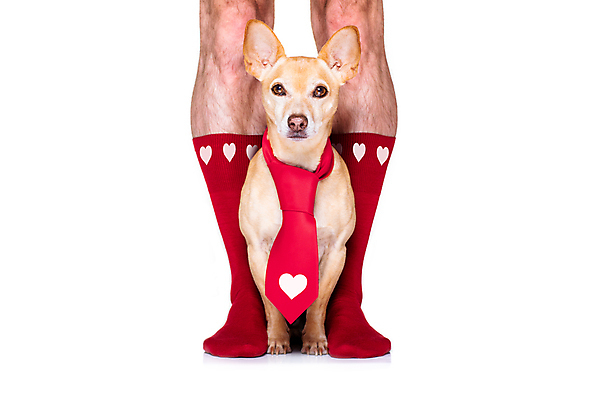 포토 JPG 해외이미지 넥타이 함께함 사랑 서기 사람없음 신체부위 반려동물 하트 다리 개 흰배경 치와와 빨간양말 해외포토 모양 동물 잡화 감정 백그라운드 컨셉 포유류 모션 사람 흰색 파일형식 이미지허브