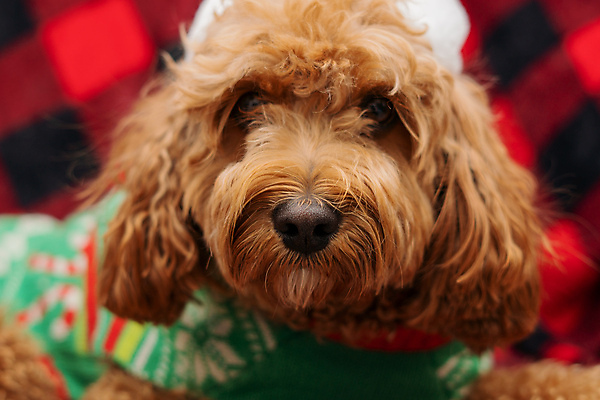 포토 JPG 해외이미지 스튜디오촬영 동물 응시 옷 행복 크리스마스 포유류 휴가 털 앉기 사람없음 빨간색 반려동물 산타클로스 축제 우정 스패니얼 흰색 침대 표현 개 강아지 낙서 실크 스웨터 푸들 솜털 생강 송곳니 고립 기르기 유래 클라우스 해외포토 시선 기념일 감정 컬러 가구 상의 채소 모션 실내 친구 직물 치아 돌봄 파일형식 이미지허브