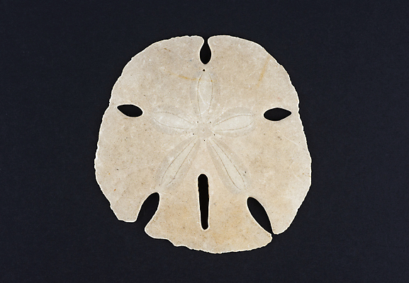 포토 JPG 해외이미지 동물 야생동물 바다 백그라운드 패턴 자연 추상 불가사리 골격 사람없음 물 갈색 검은색 흰색 죽음 닫기 보호 질감 암초 수족관 내추럴 고립 생태학 해외포토 자연요소 교육 컬러 컨셉 무늬 모션 극피동물 생태계 파일형식 이미지허브