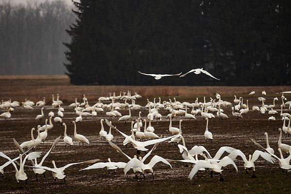포토 JPG 해외이미지 동물 야생동물 이동 겨울 밭 날개 자연 조류 사람없음 야외 초록색 계곡 흰색 우아함 깃털 부리 백조 거위 물새 웅장함 해외포토 계절 컬러 컨셉 농업 생태계 파일형식 이미지허브