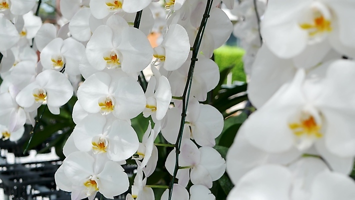 포토 JPG 해외이미지 식물 디자인 꽃잎 꽃 꽃다발 백그라운드 꽃무늬 자연 추상 사람없음 장식 뷰티 평화 정원 스파 봄 벚꽃 흰색 나뭇가지 신선 개화 난초 고급 우아함 소프트포커스 묘사 유기농 질감 보케 향기 아로마 아로마테라피 강렬 블러 이국적 파라다이스 카피스페이스 해외포토 나무 웰빙 계절 컬러 컨셉 무늬 촬영기법 공백 생태계 냄새 테라피 파일형식 이미지허브