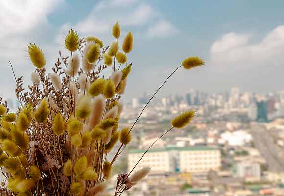 포토 JPG 해외이미지 모양 식물 구름 디자인 꽃다발 여행 백그라운드 잎 꽃무늬 패턴 자연 하늘 휴식 건조 풍경 사람없음 야외 장식 강 도시풍경 뷰티 갈색 유행 우주 도시 도자기 클래식 우아함 다발 묘사 질감 열정 블러 스타일 힙스터 미니멀리스트 해외포토 자연요소 패션 꽃 감정 컬러 컨셉 무늬 생태계 파일형식 이미지허브