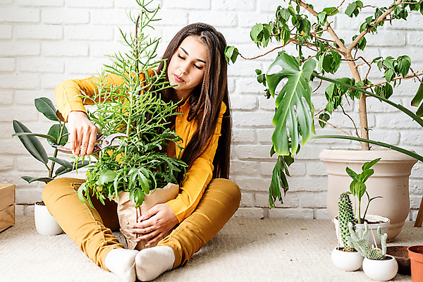 포토 JPG 해외이미지 전신 여자 화분 잎 선인장 실내 한명 성인 노란색 자르기 가지치기 정원가위 화초가위 성인여자한명만 홈가드닝 해외포토 식물 1 컬러 모션 가위_도구 사람 내부 원예 여자한명만 성인여자만 파일형식 이미지허브