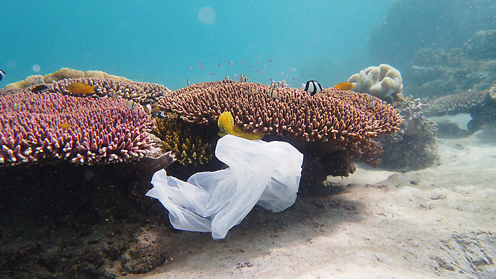 포토 JPG 해외이미지 모래 바다 가방 자연 어류 풍경 사람없음 물 파란색 환경 바닷속 수중 손상 환경오염 산호 쓰레기 폐기물 플라스틱 버리기 먼지 암초 패키지 문제 생태학 재앙 해외포토 자연요소 잡화 교육 컬러 컨셉 모션 재질 수중동물 자포동물 생태계 파일형식 이미지허브