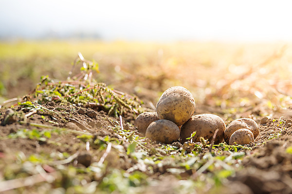 포토 JPG 해외이미지 주간 감자 사람없음 야외 아웃포커스 농작물 여러개 소프트포커스 해외포토 자연요소 다수 농업 채소 촬영기법 파일형식 이미지허브