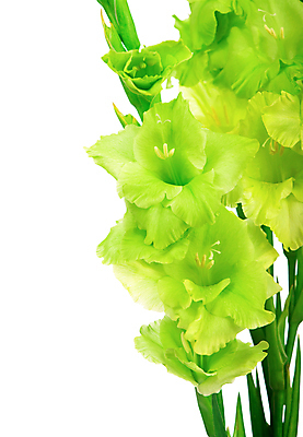 포토 JPG 해외이미지 잎 사람없음 뷰티 글라디올러스 해외포토 식물 꽃 파일형식 이미지허브