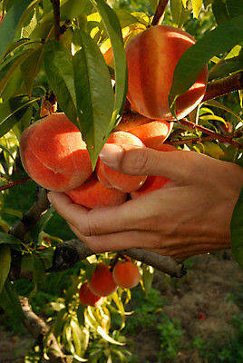 포토 JPG 해외이미지 주간 손 나뭇잎 들기 야외 신체부위 햇빛 수확 나뭇가지 달콤 복숭아 복사나무 해외포토 자연요소 나무 잎 농업 과일 모션 사람 태양 맛 파일형식 이미지허브