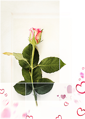 포토 JPG 해외이미지 모양 식물 디자인 기념일 꽃 행복 분홍색 결혼 백그라운드 잎 꽃무늬 패턴 자연 엄마 휴가 발렌타인데이 사랑 사람없음 장식 빨간색 컬러풀 뷰티 장미 정원 봄 수확 벚꽃 흰색 하트 축하 인사 신용카드 생일 정상 배열 심볼 복고 위치 2월 고립 스타일 미니멀 해외포토 계절 감정 컬러 컨셉 무늬 농업 가족 데이이벤트 이벤트 금융 예절 날짜 생태계 파일형식 이미지허브